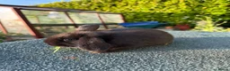 Mixed Breed rabbits for sale: Gorgeous Baby Rabbits – Handled Daily - Advert 2