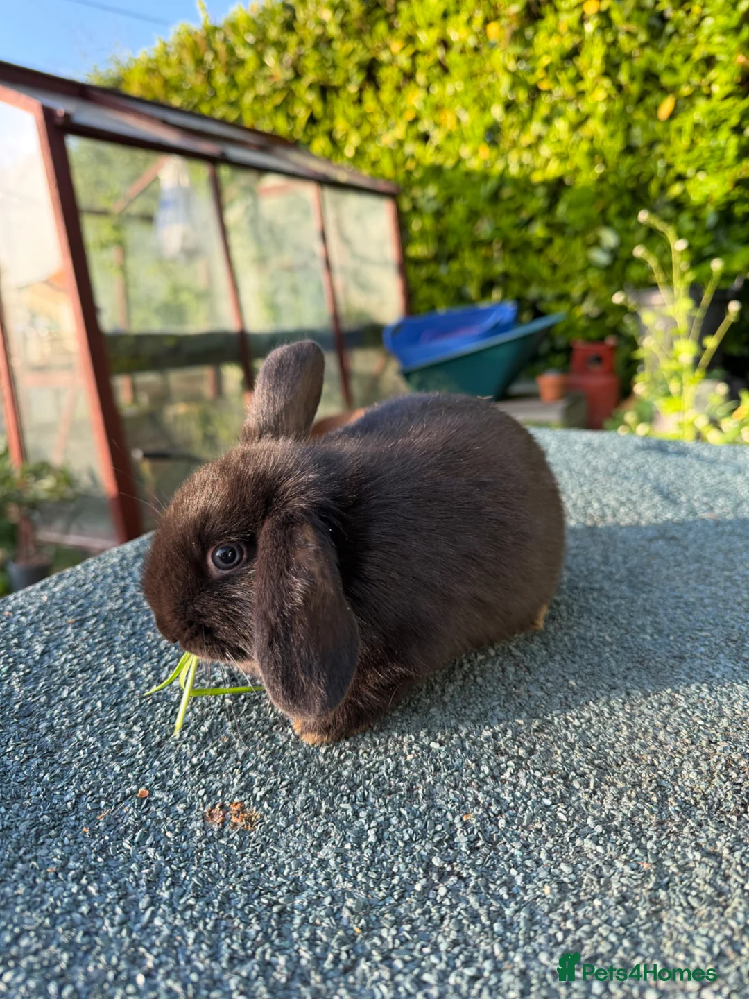 Mixed Breed rabbits for sale: Gorgeous Baby Rabbits – Handled Daily - Advert 2