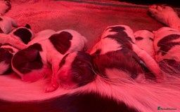 English Springer Spaniel dogs for sale: Springer Spaniel puppies - top pedigree - Image 6