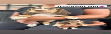Cocker Spaniel 1