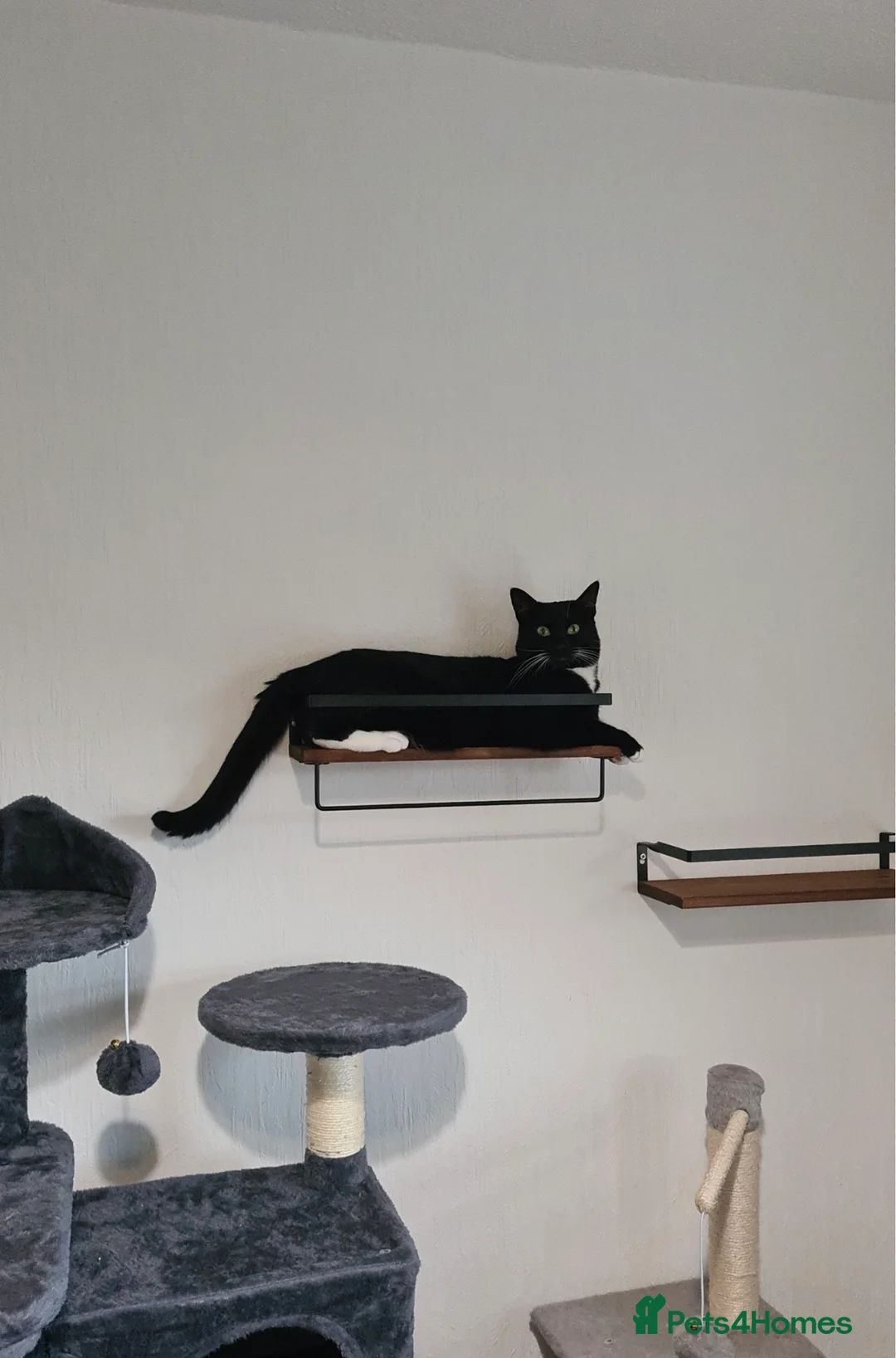 American Shorthair cats for sale: Female Cat  - Advert 2