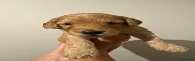 Brown collar 