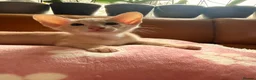 Oriental cats for sale: Beautiful Siamese & Oriental Kittens  - Advert 29