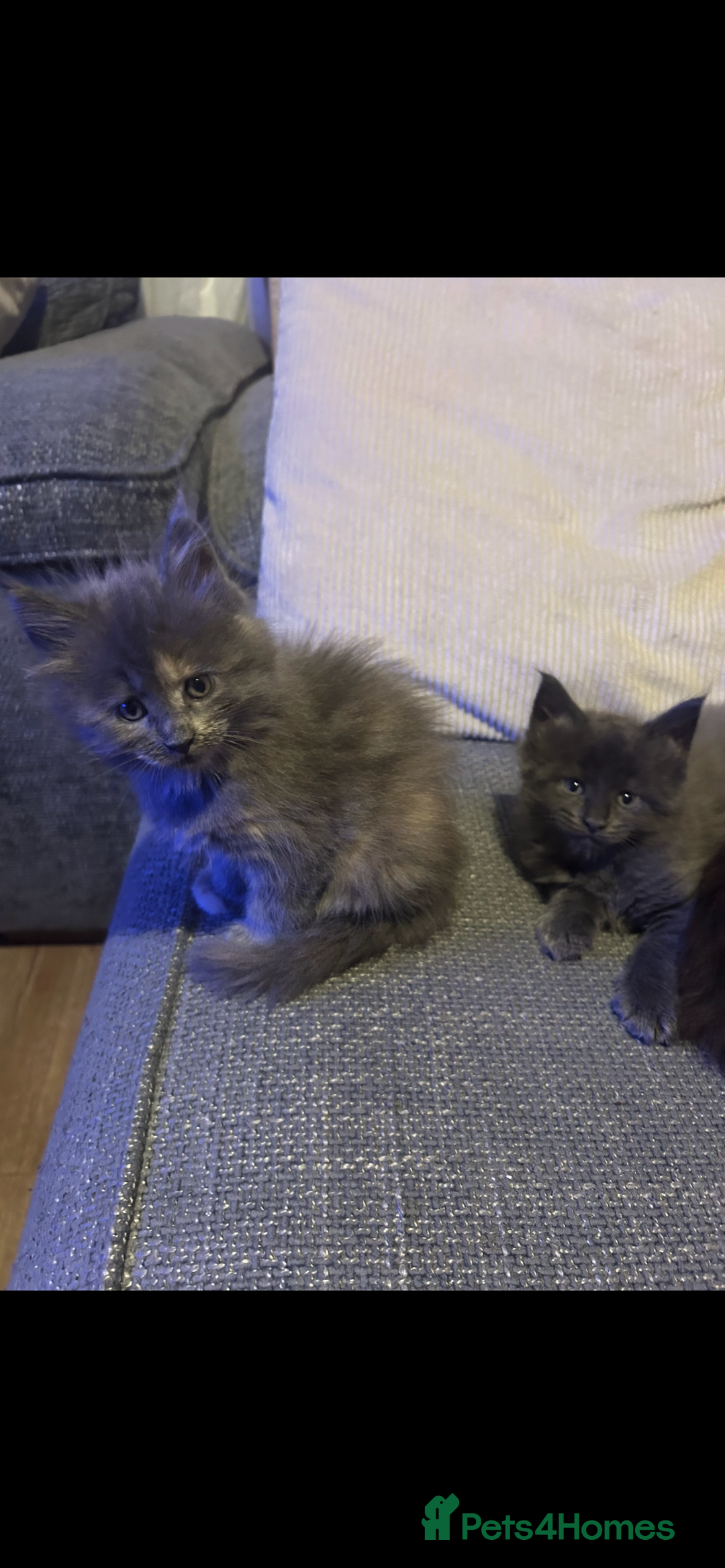 Maine Coon cats for sale: 5 beautiful maine coones  - Image 33