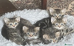 Mixed Breed cats for sale: Grey Tabbies - Image 1