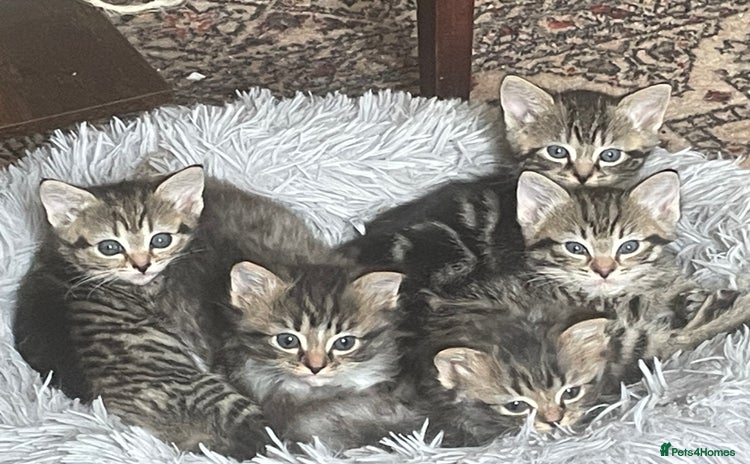 Mixed Breed cats - Advert 1