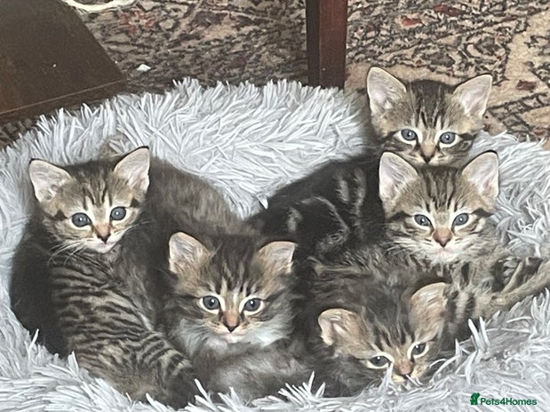 Mixed Breed cats - Advert 2