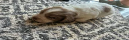 Cocker Spaniel dogs for sale: Beautiful Cocker spaniel puppies for sale  in Mansfield - Advert 11