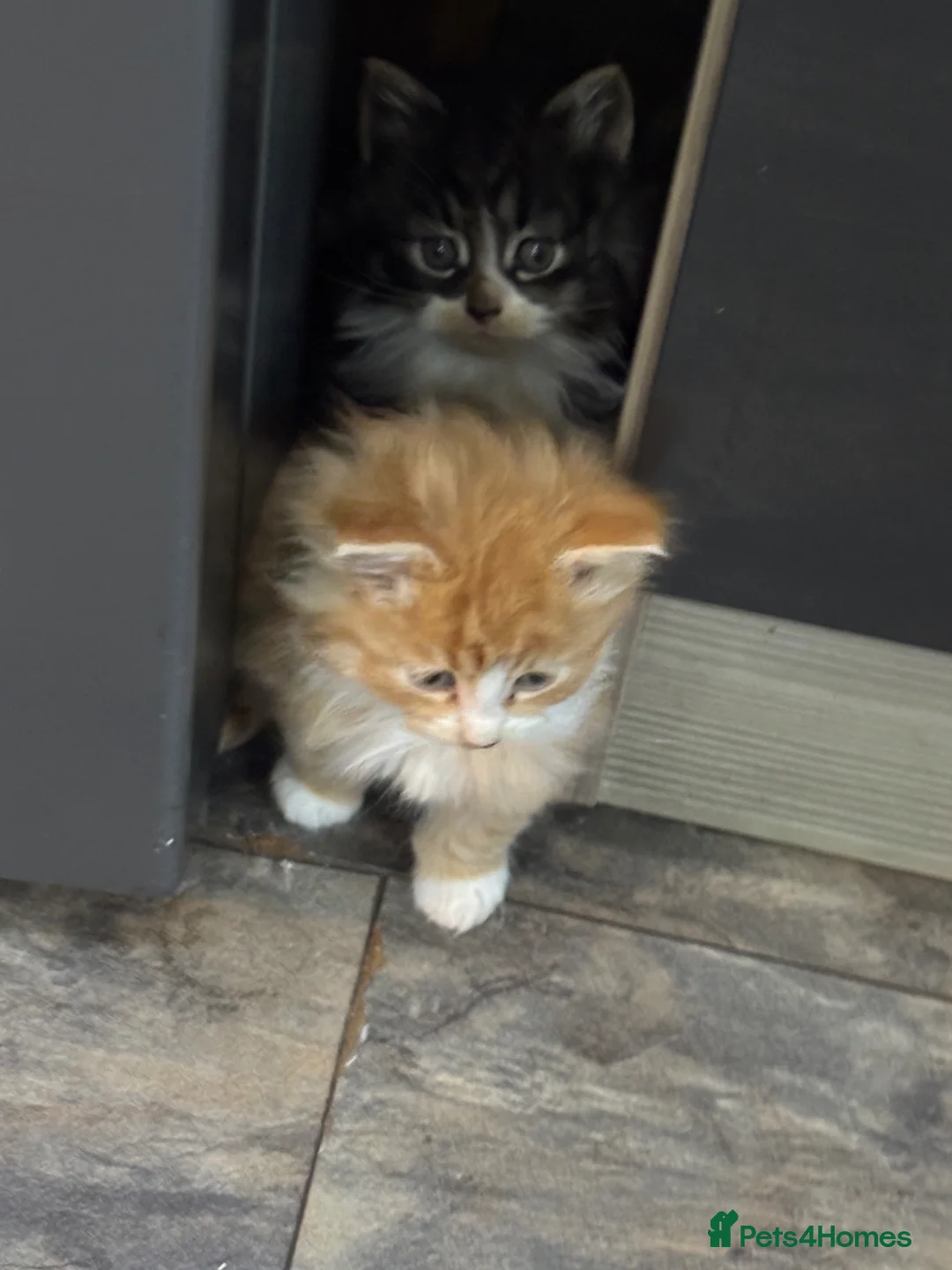 Mixed Breed cats for sale: Adorable Fluffy Male Kittens for Sale! - Advert 2