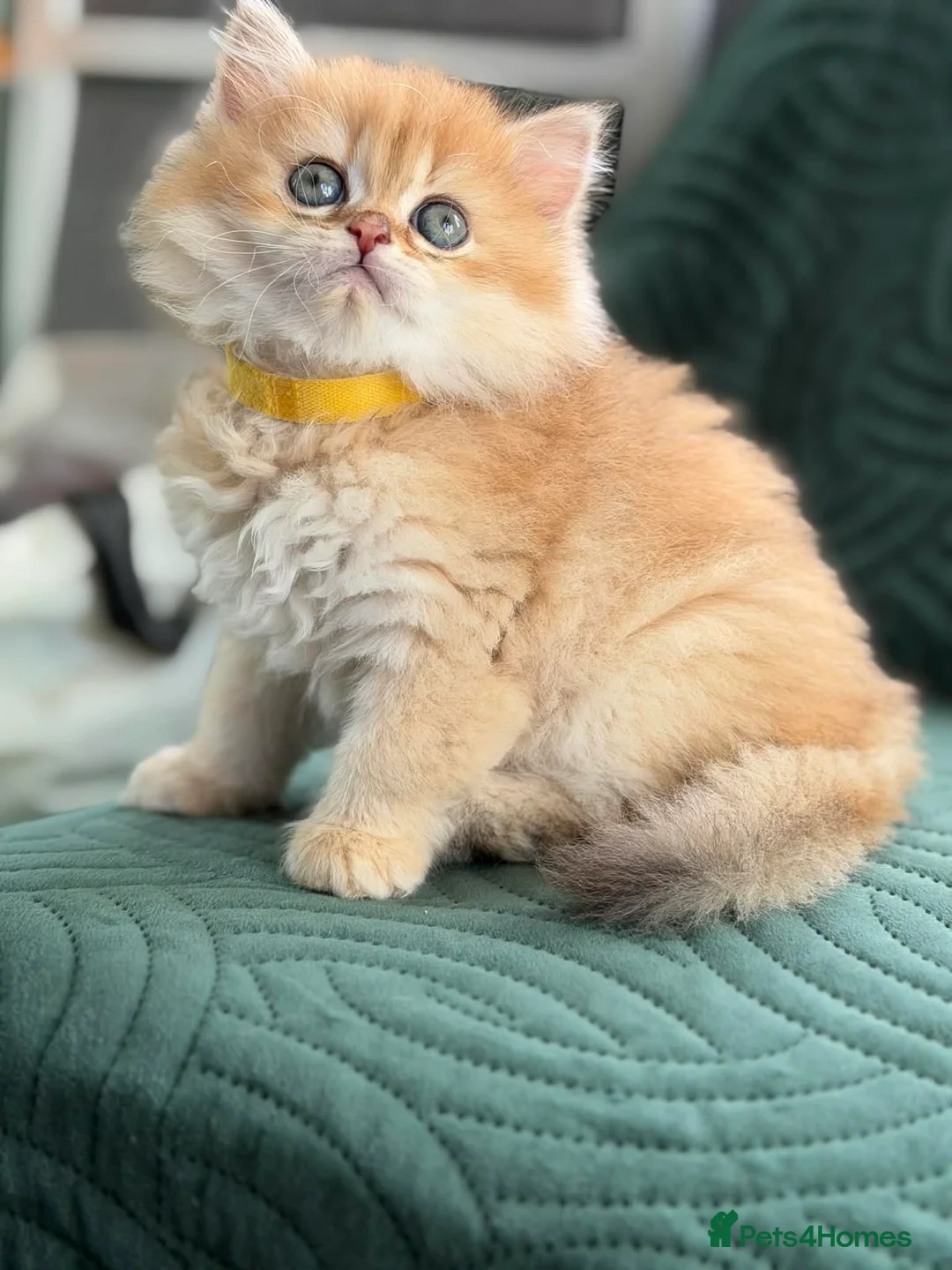 British Longhair cats for sale: CHUNKY, BEAUTIFUL BLH GOLDEN KITTENS  - Advert 9