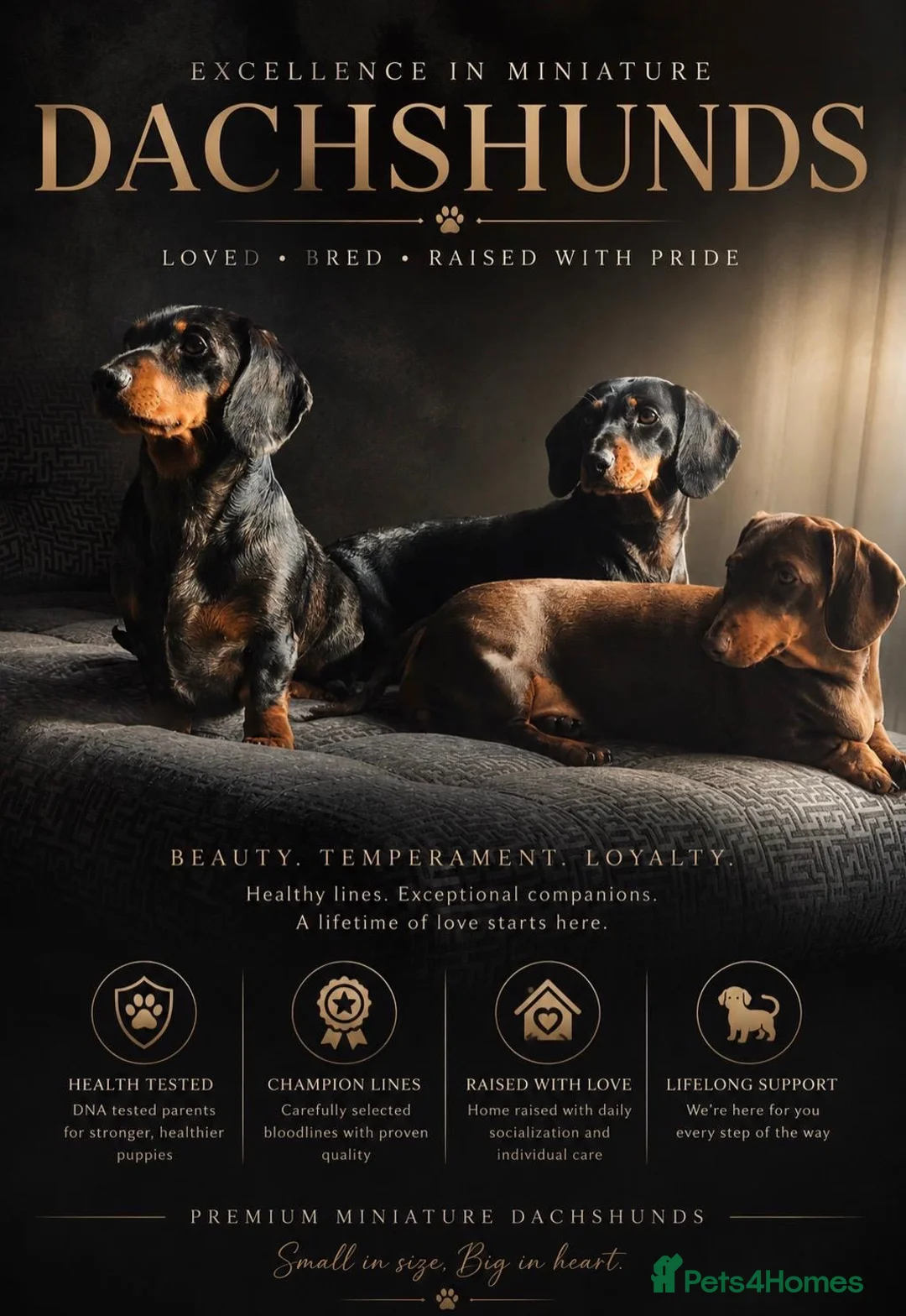 Miniature Dachshund dogs for stud: Kc reg silver dapple miniature dachshund  - Advert 2