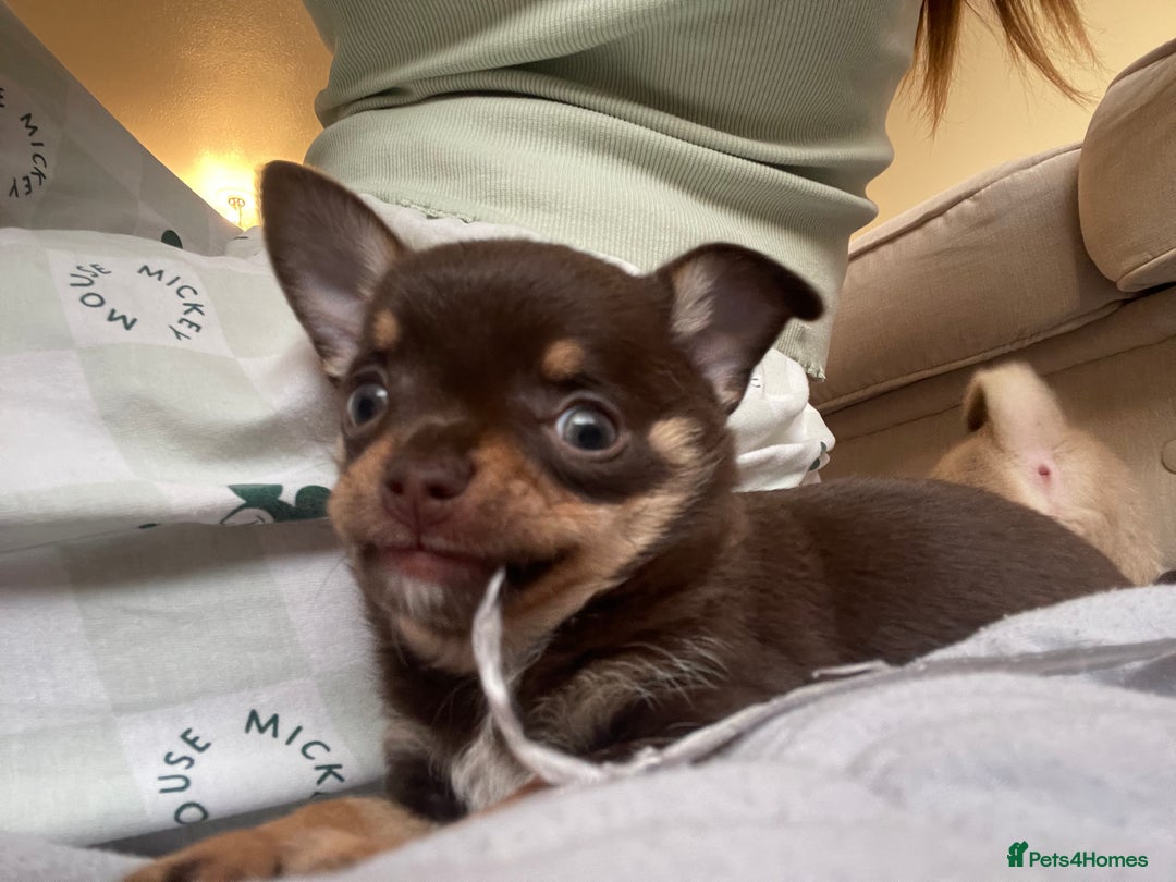 Chihuahua dogs for sale: Almost 11 month old boy chihuahua  - Image 4