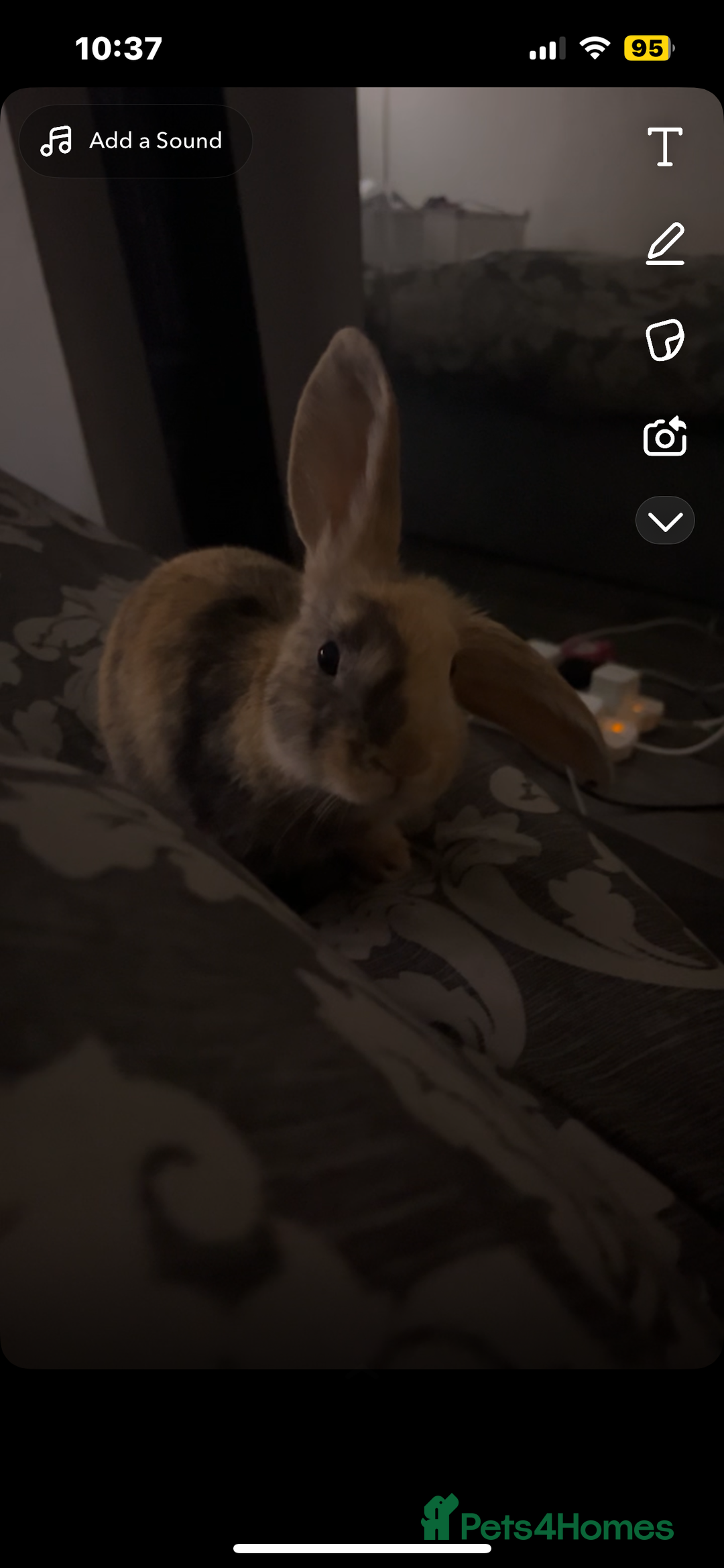 Harlequin rabbits for sale: Beautiful Harlequin Bunny  - Advert 2