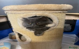 Persian cats for sale: Beautiful fluffy kittens very affectionate  - Image 27