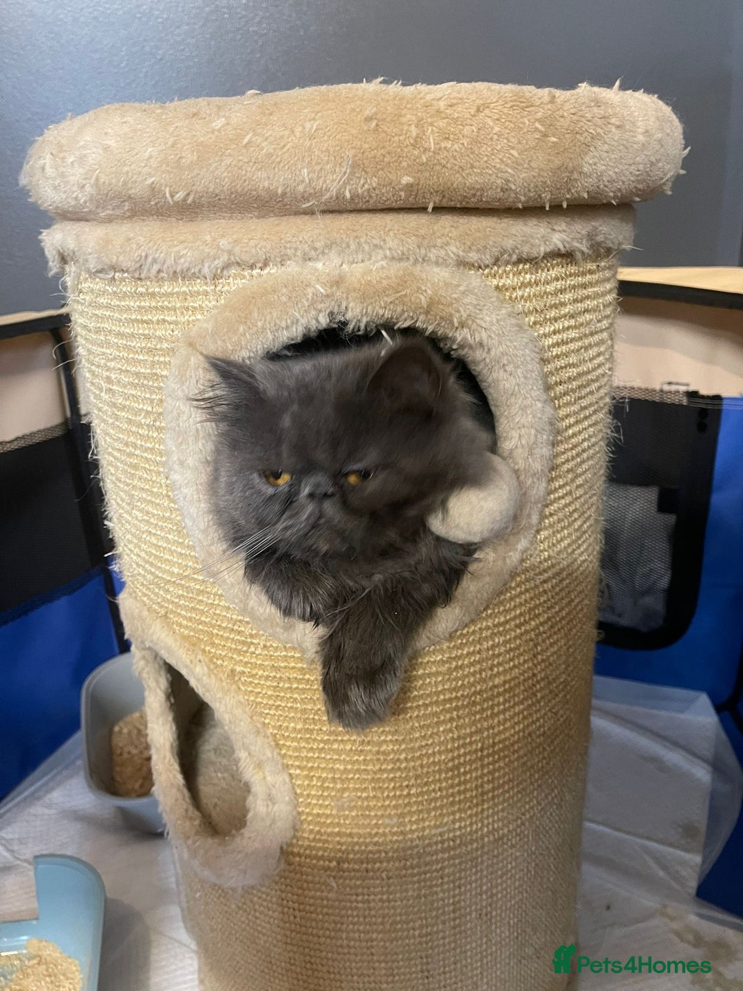 Persian cats for sale: Beautiful fluffy kittens very affectionate  - Image 27