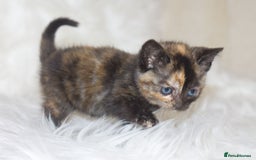 Mixed Breed cats for sale: Happy Healthy Playful Kittens - Image 4