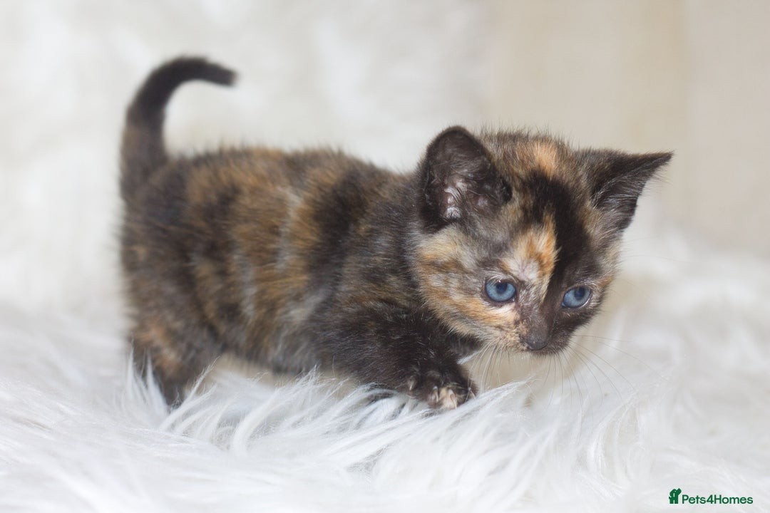 Mixed Breed cats for sale: Happy Healthy Playful Kittens - Image 4