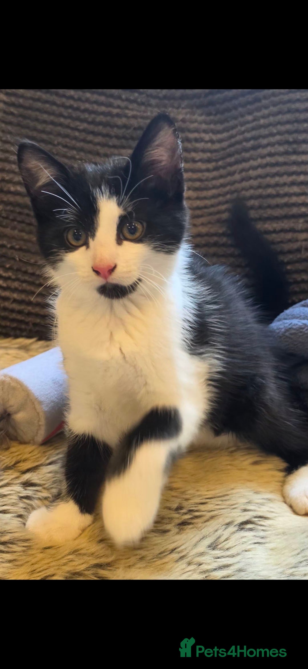 Mixed Breed cats Beautiful long haired kittens  - Advert 2