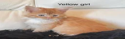 Maine Coon cats for sale: Beautiful Red Maine coone babies  - Advert 16