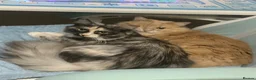 Mixed Breed cats for sale: Female Tortie Rehome - Advert 1