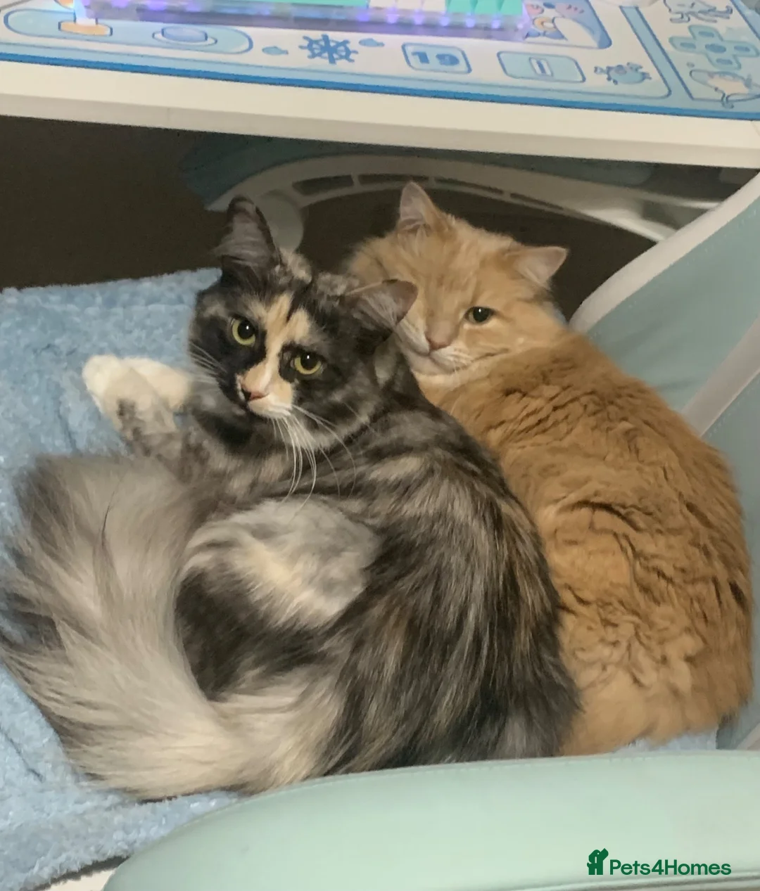 Mixed Breed cats for sale: Female Tortie Rehome - Advert 1