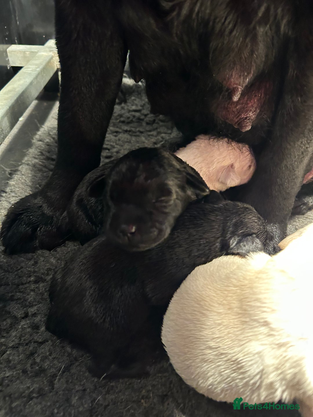 Labrador Retriever dogs for sale:  Kc reg Show type labrador puppies  - Advert 9