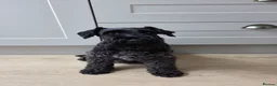 Miniature Schnauzer dogs for sale: All black miniature Schnauzers in Bridgwater - Advert 4