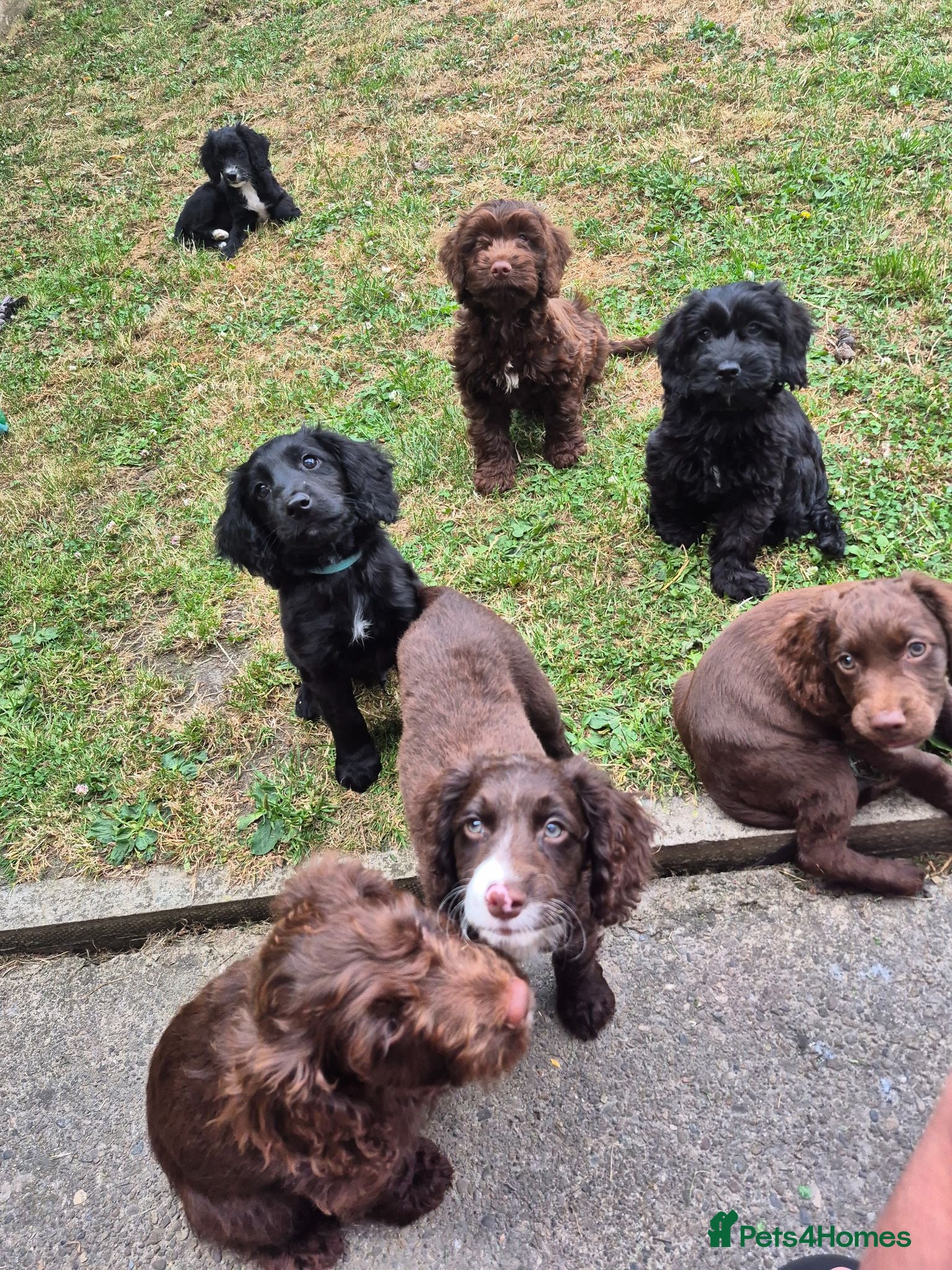 Cockapoo dogs Cockapoo puppies - Advert 2