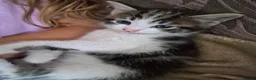 Mixed Breed cats for sale: Kittens - Advert 13