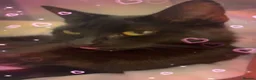 Mixed Breed cats for sale: 2 black female cats looking for a forever  home - Advert 4