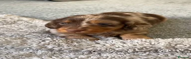 Miniature Dachshund 3