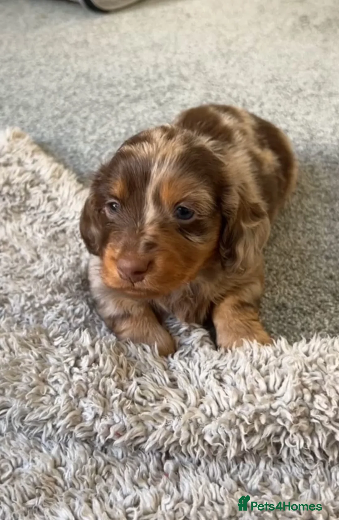 Miniature Dachshund dogs for sale: Miniature Dachshund Puppies Available - Advert 4