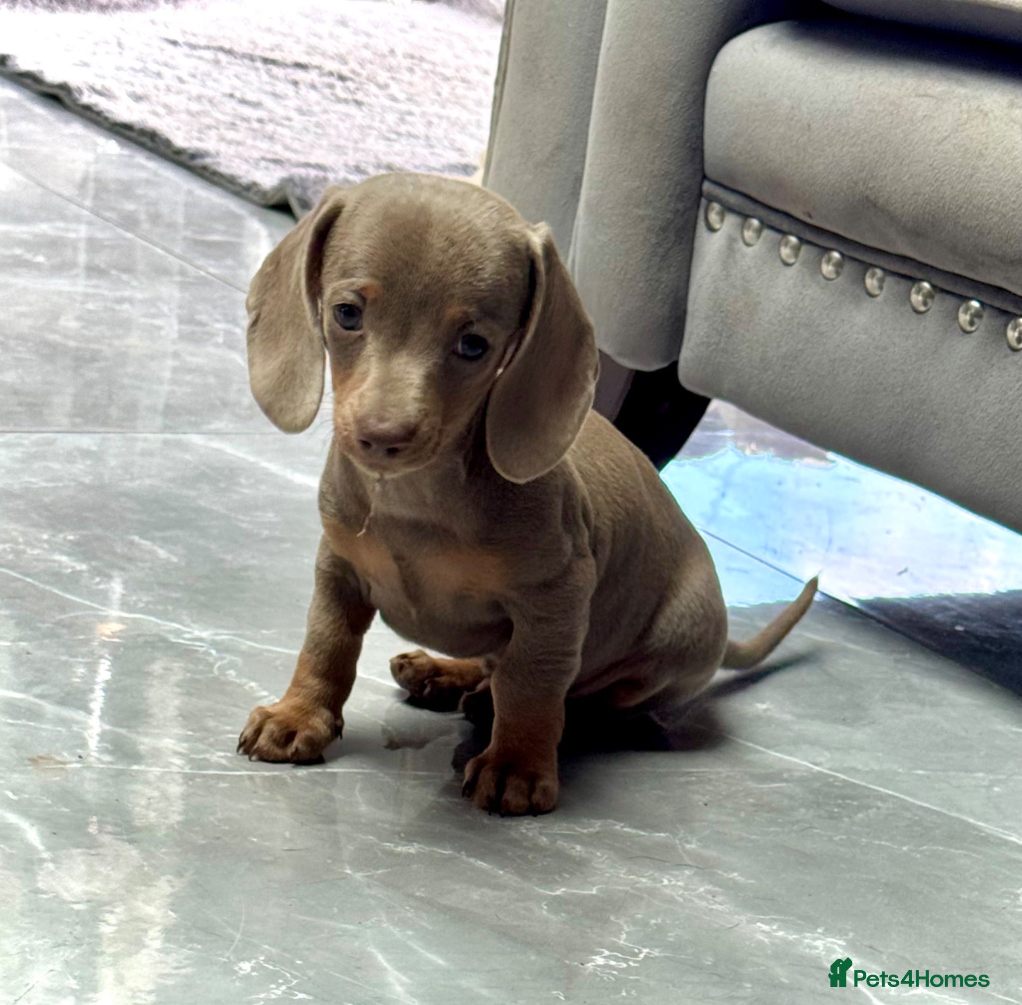 Miniature Dachshund dogs for sale: Outstanding Litter of Miniature dachshund puppies  - Advert 1