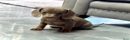 Miniature Dachshund dogs for sale: Outstanding Litter of Miniature dachshund puppies  - Advert 1