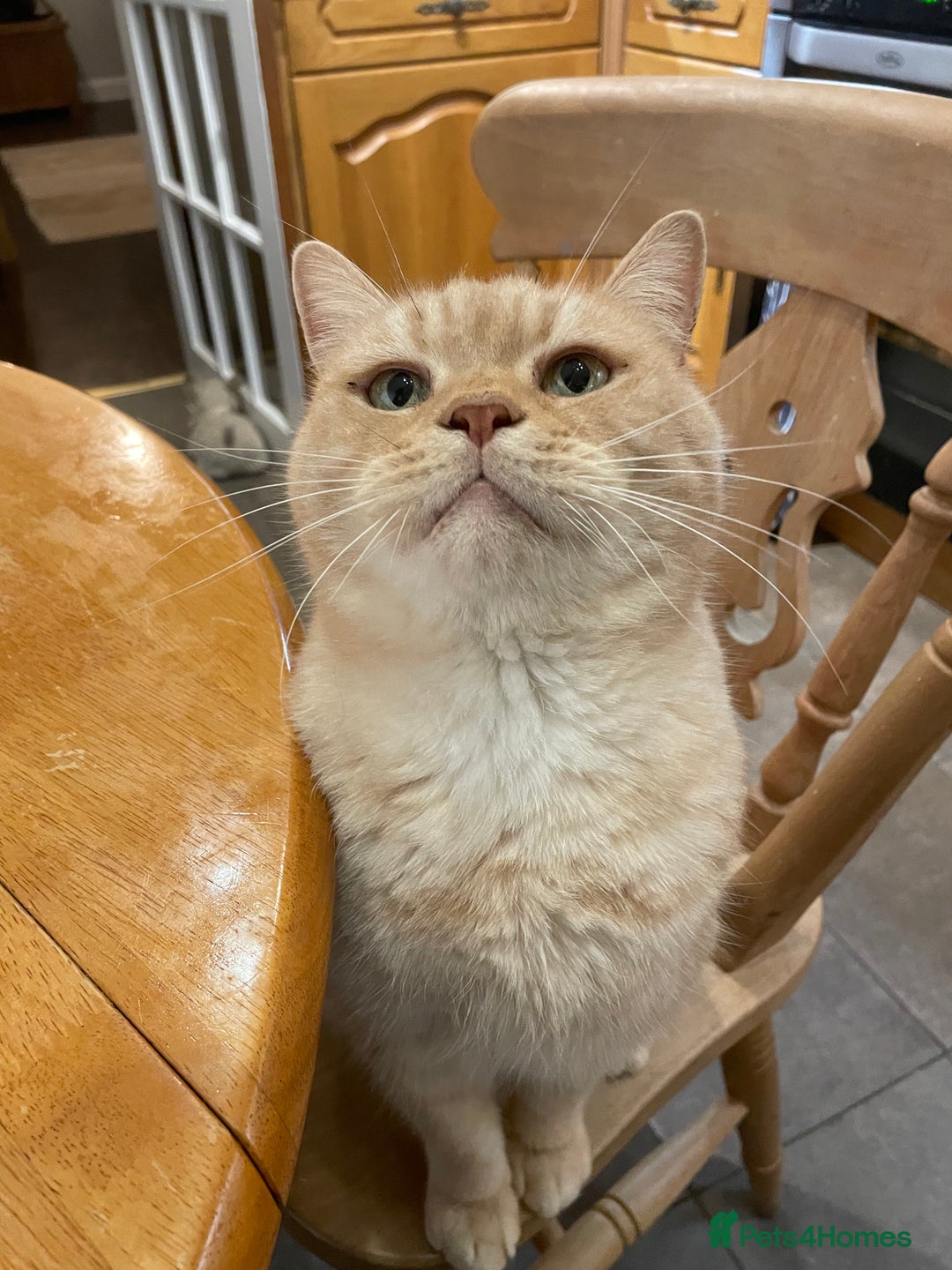 British Shorthair cats for sale: Golden tabby girl  - Image 14