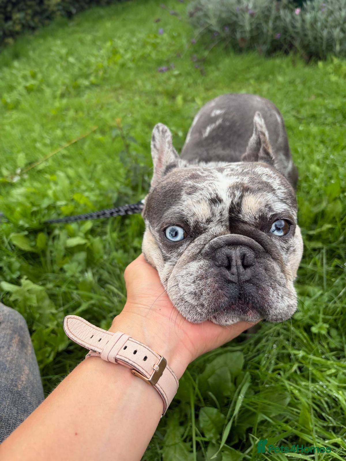Mixed Breed dogs ❤️🐶 CONNIE– AN AMAZING LITTLE FRENCHIE - Advert 3