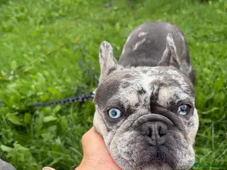 Mixed Breed dogs ❤️🐶 CONNIE– AN AMAZING LITTLE FRENCHIE - Advert 1
