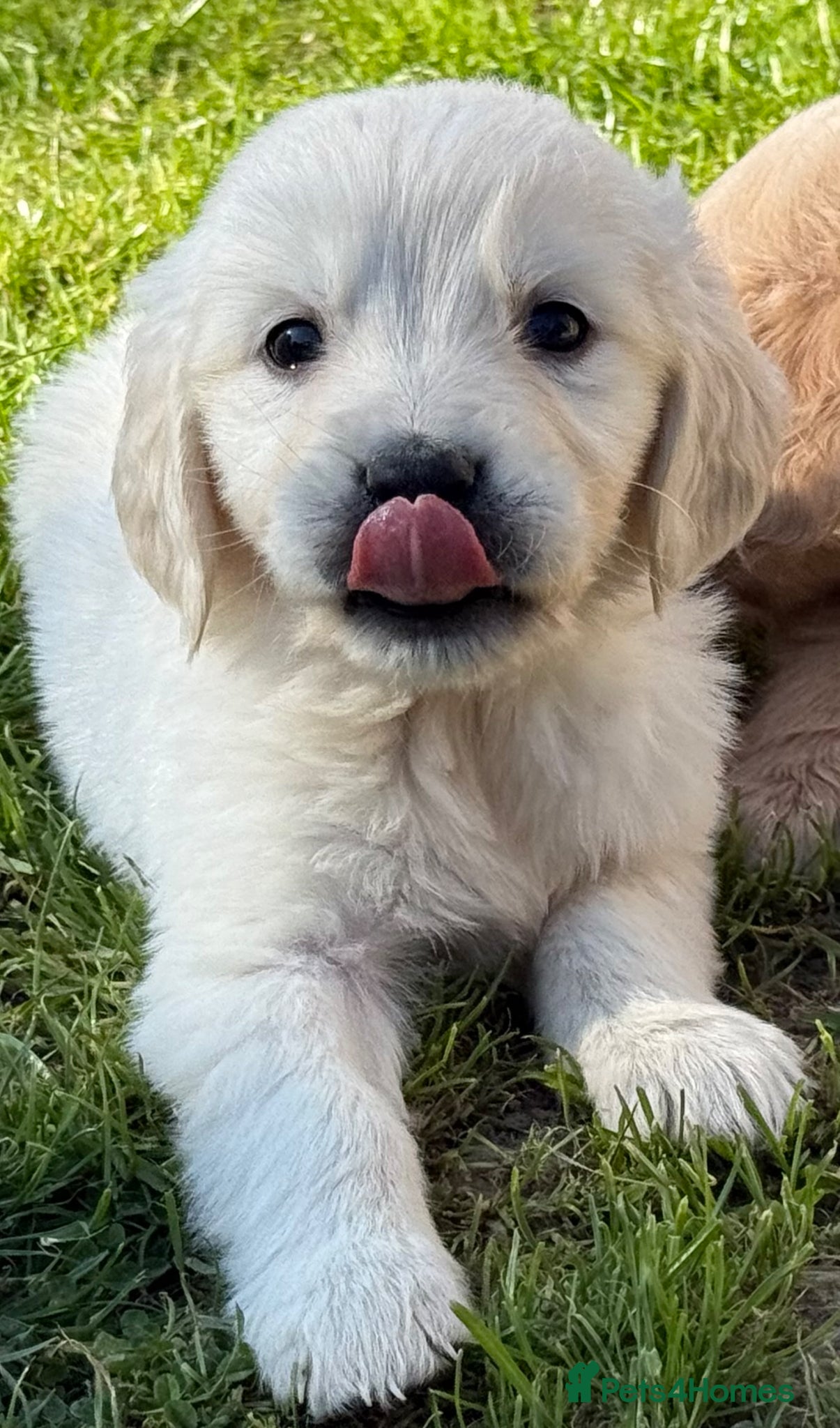 Golden Retriever dogs Beautiful, DNA tested - Golden Retriever Puppies  - Advert 2