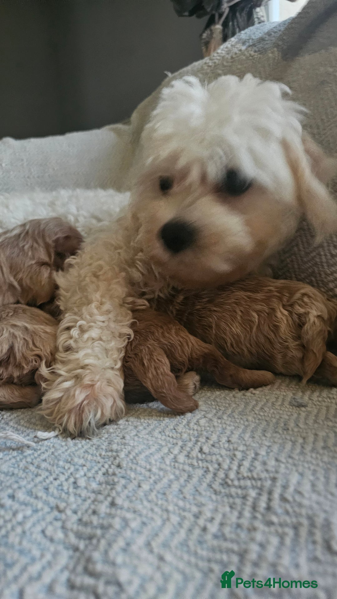 Maltipoo dogs for sale: Beautiful puppies  - Advert 2