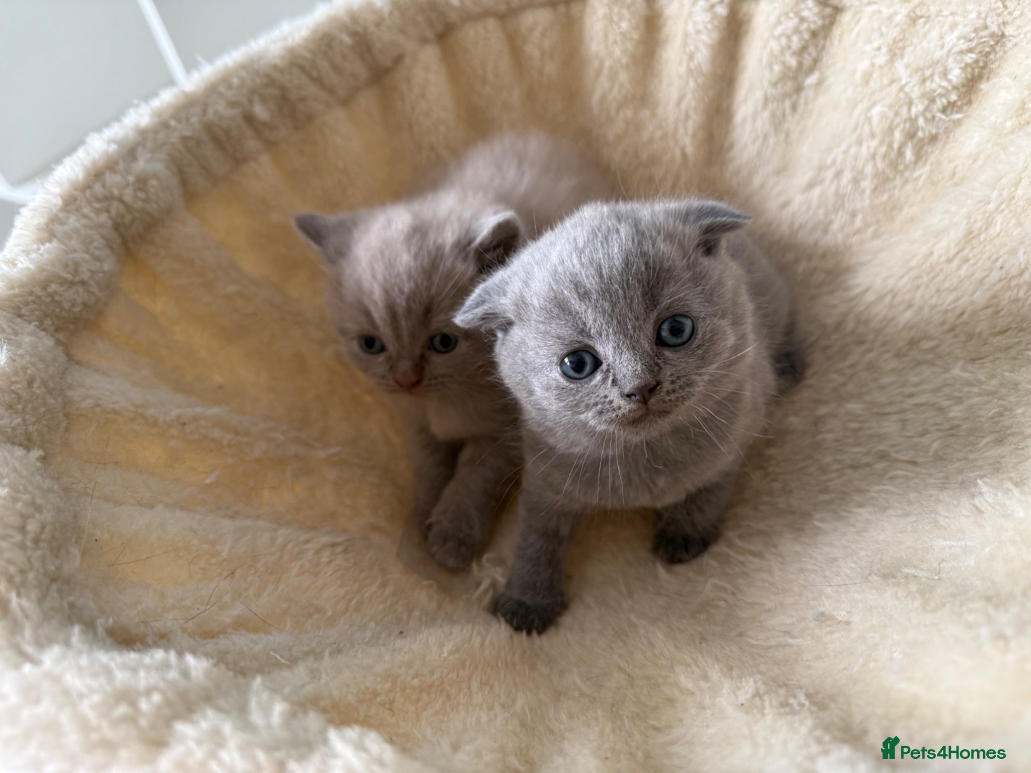 Scottish Fold cats Beautiful scottishfold/Scottish straight kittens🥰 - Advert 1