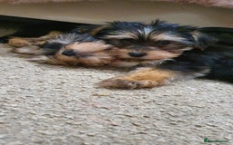 Yochon dogs for sale: Yochon puppies - Image 5