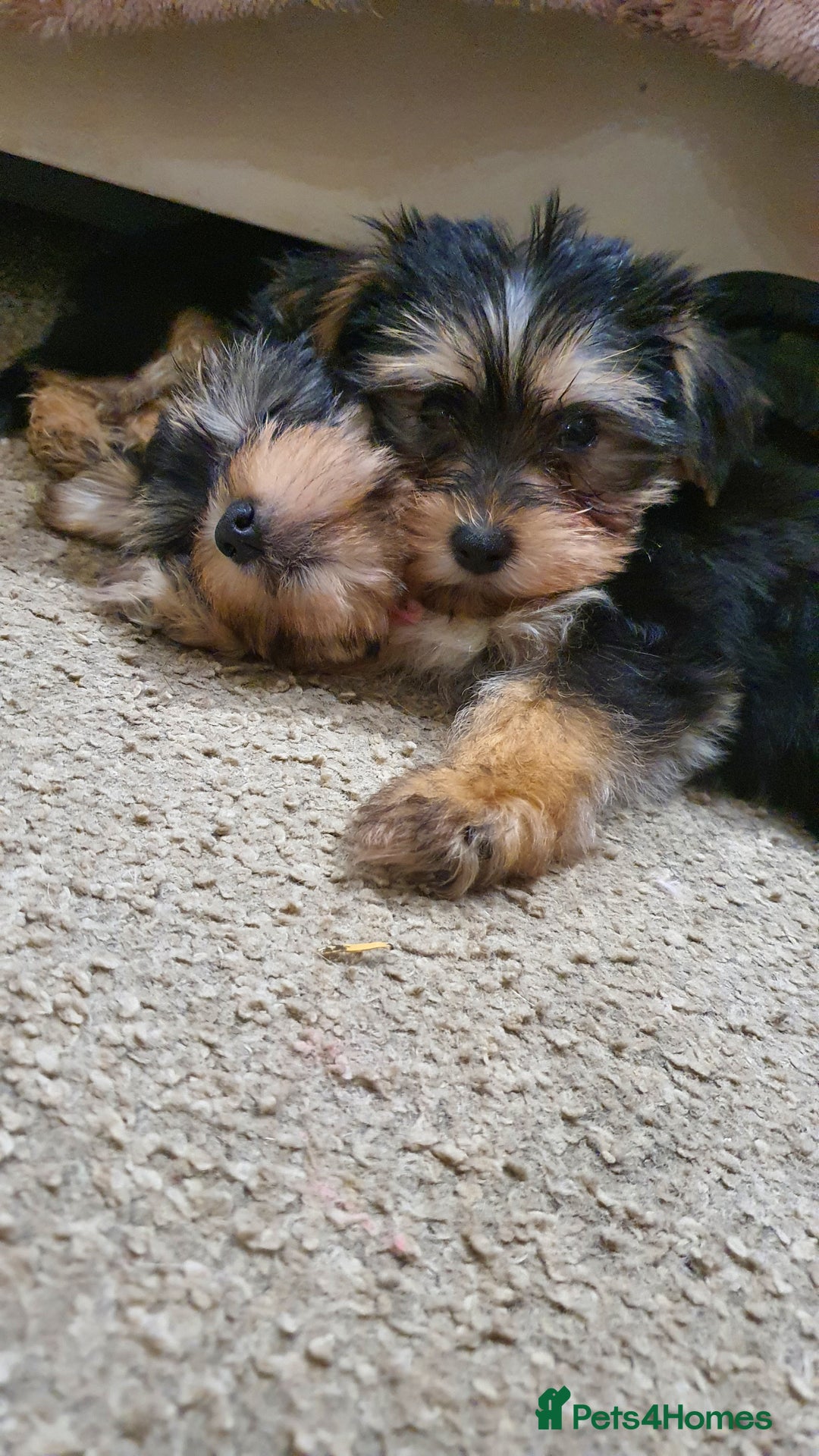 Yochon dogs for sale: Yochon puppies - Image 5