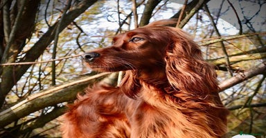 Irish Setter dogs - Advert 13
