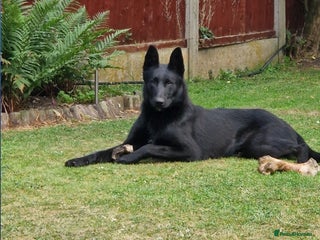 Belgian Shepherd Dog dogs in Doncaster - Advert 6