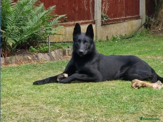 Belgian Shepherd Dog dogs for stud: The one and only LampaK9 JOKER BRN 53626 - Advert 1