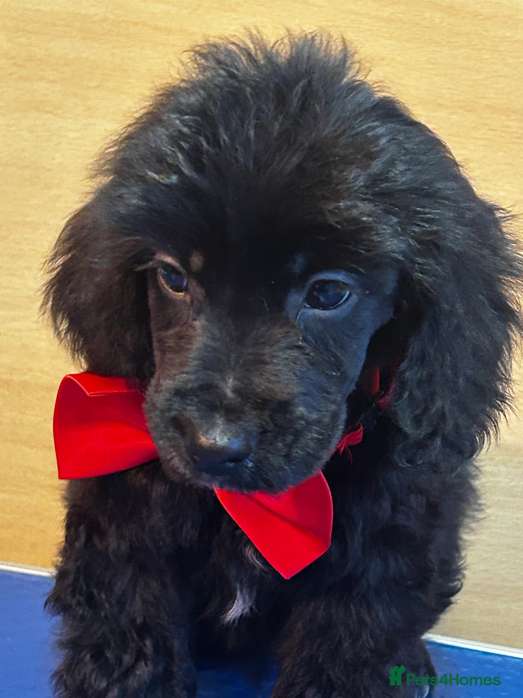 Cockapoo dogs for sale:  Northampton Cockapoos. Adorable F1 puppies - Advert 1