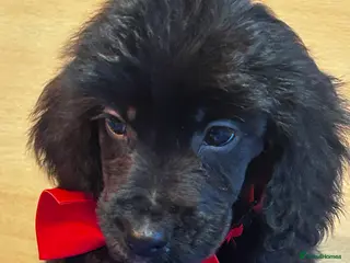 Cockapoo dogs Northampton Cockapoos. Adorable F1 puppies - Advert 16