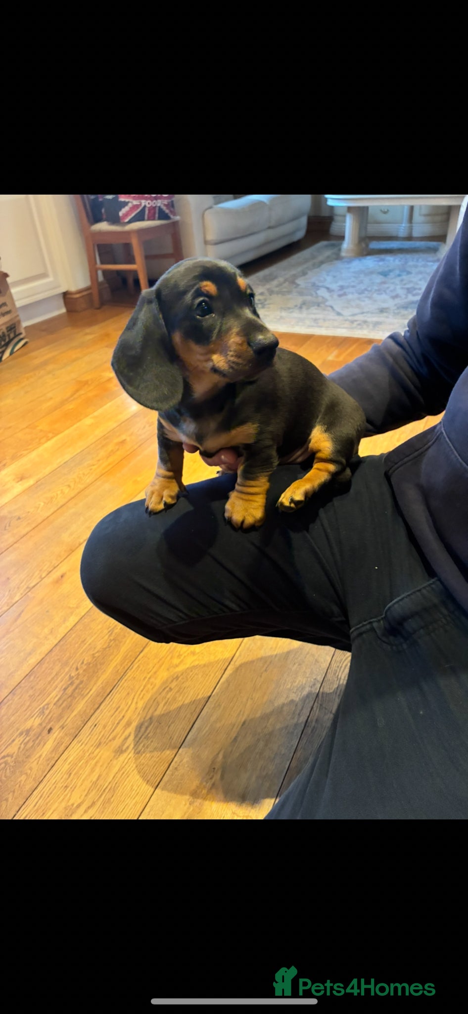 Miniature Dachshund dogs **Reduced to £875**dachshund puppies for sale  - Advert 4
