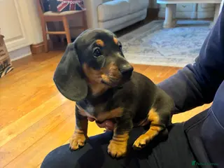 Miniature Dachshund dogs **Reduced to £875**dachshund puppies for sale - Advert 12