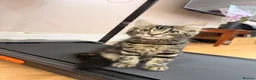 Mixed Breed cats for sale: Two fluffy mixed breed tabbies ready now - Advert 7
